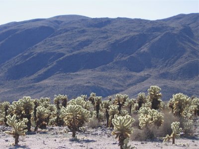 Cholla Cactus Garden #5505