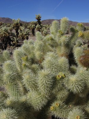 Cholla Cactus Garden #5513