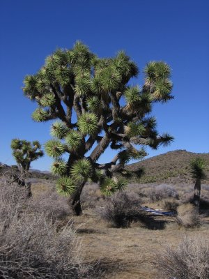 Lost Horse Mine Trail #5565