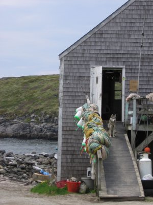 Monhegan Island lobsterman's shack #6587
