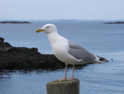 Monheagn Pier #6640