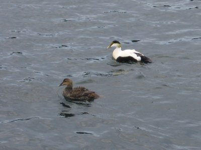 Common Eiders 6637