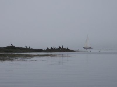 Fog in Linekin Bay #6983
