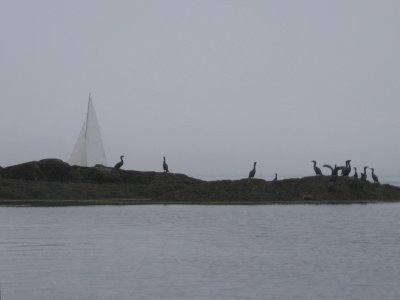 Fog in Linekin Bay #6988