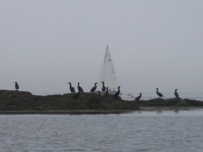 Fog in Linekin Bay #6989
