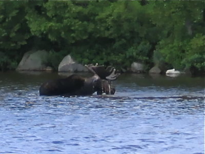 Watercoloured Moose # 7032