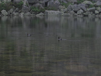 Katahdin's Chimney Pond #7088_2
