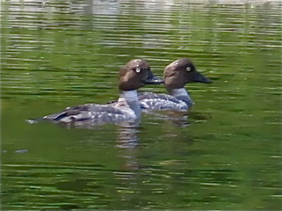 Watercolor-like Common Goldeneye Ducks #7365