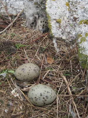 GBBG eggs & chick #2548