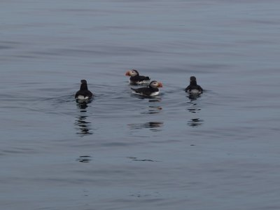 Puffins #P6221161_2