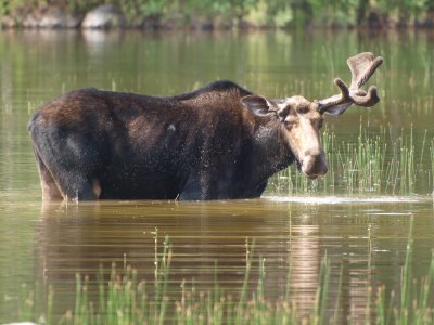 One-antler Moose #P7051837