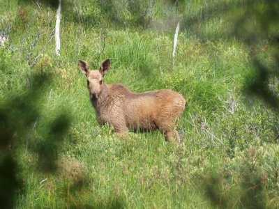 Moose #P7051849