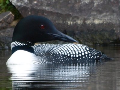 loons