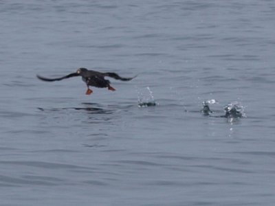 Puffin #P6221011