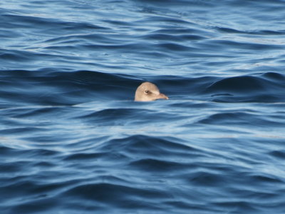Alone in the Big Sea (Fledgeling Laughing Gull #P8072059)