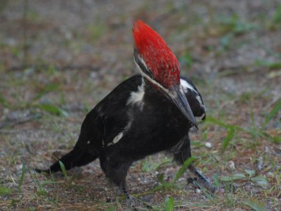 pileated_woodpecker