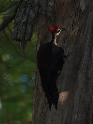 Pileated Woodpecker #P8302171_2