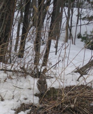 ruffed grouse camo'd