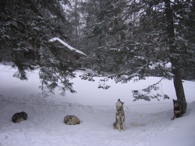 Dogsledding in Maine's Backcountry