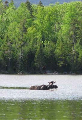 Moose  in green