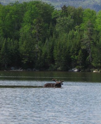 Moose in blue