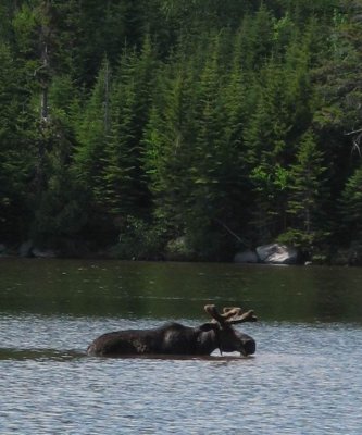 Moose in velvet