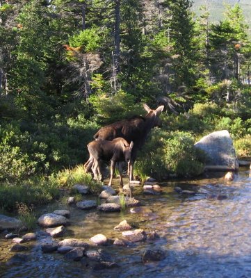 Alert calf with cow moose