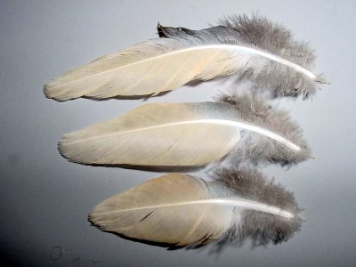 under tail coverts - eft