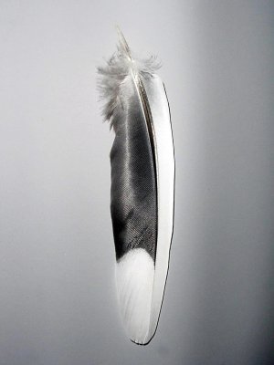 Tail 7 right