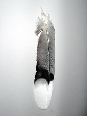 Tail 6 right