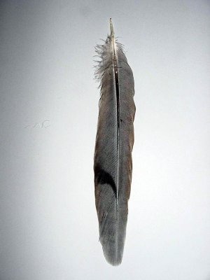 Tail 4 right