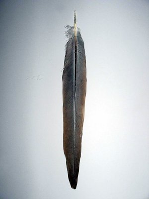 Tail 1 right