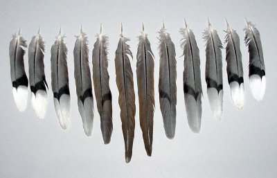 Tail feathers