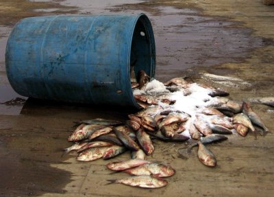 Lobster Bait on the Wharf