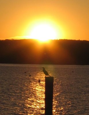 Cormorant in Sunset
