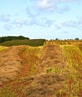 Rolling Hills , P.E.I.