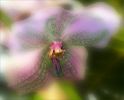 Orchid