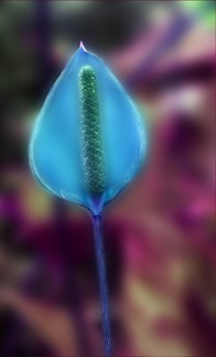 Anthurium Tail Flower