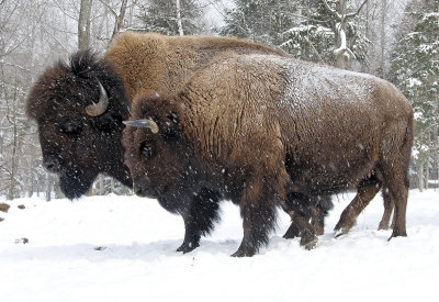 Bison Heading North