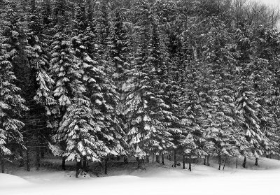 Winter Scene In Montebello Qc