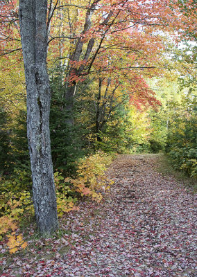 Walking Path In Mont Tremblant Park Qc. 