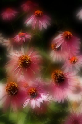 Echinacea