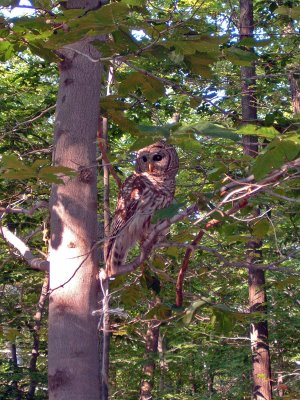 Barred Owl Killbear 03.jpg