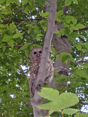 Barred Owl Killbear 2003.jpg