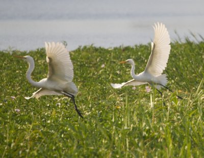 Little Egrets