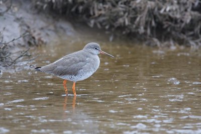 redshank