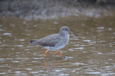 Redshank