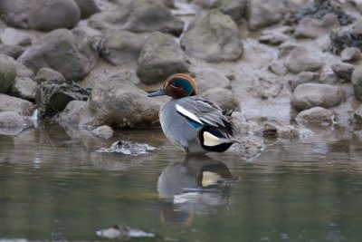 Teal