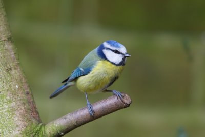 garden_birds
