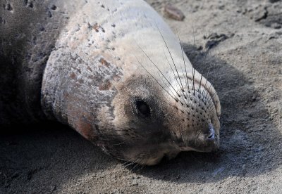 elephant_seal_beach